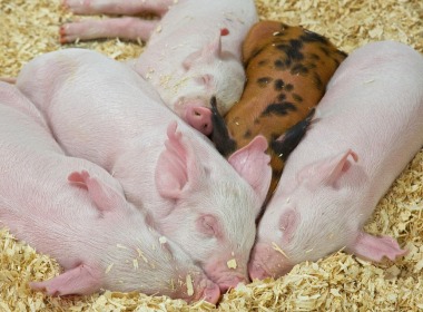 養豬人必(bi)看！仔豬斷奶應(yīng)激原理、影響因(yīn)素及預防方法(fa)！