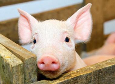 豬飼料選(xuan)擇要避開四大(dà)誤區